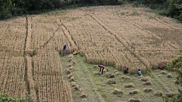 Indian farmers work in their farm during lockdown in New Delhi, India, Wednesday, April 15, 2020. Indian farmers work in their farm during lockdown in New Delhi, India, Wednesday, April 15, 2020.