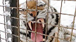 Una tigre siberiana, allo zoo di Bucarest, Romania