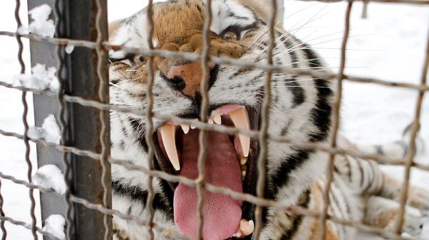 Una tigre siberiana, allo zoo di Bucarest, Romania Una tigre siberiana, allo zoo di Bucarest, Romania