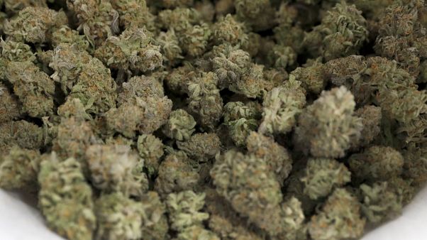 Cannabis Marijuana Cannabis Marijuana