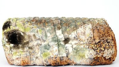 Mouldy bread is food waste Mouldy bread is food waste