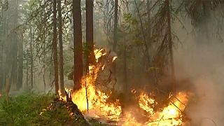 В России начались лесные пожары