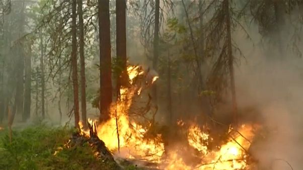 Nuovo attacco a un polmone verde del mondo Nuovo attacco a un polmone verde del mondo