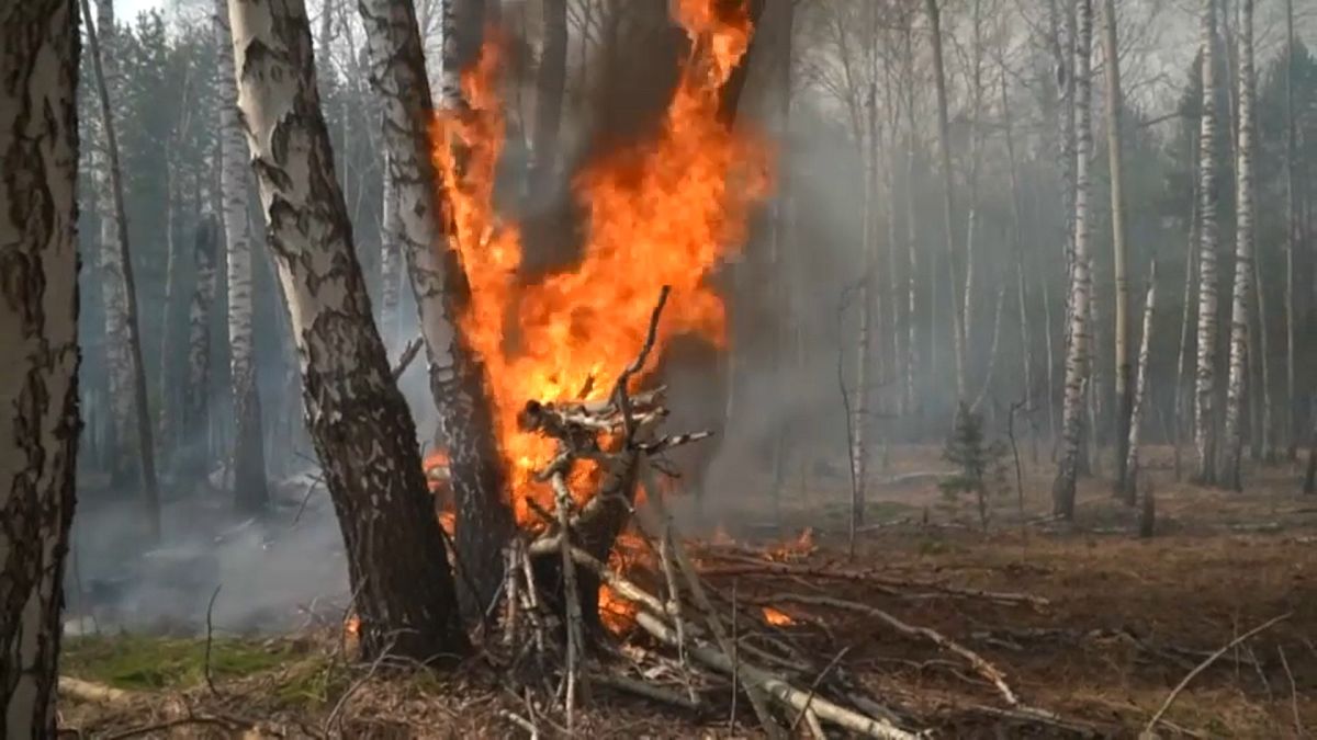 Brennender Baum in Russland