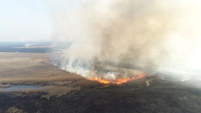 شعله‌های سرکش آتش در پارک ملی «بیبژا» لهستان زبانه می‌کشد
