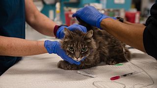 A cat at the clinic at the San Diego Humane Society on April 21, 2020