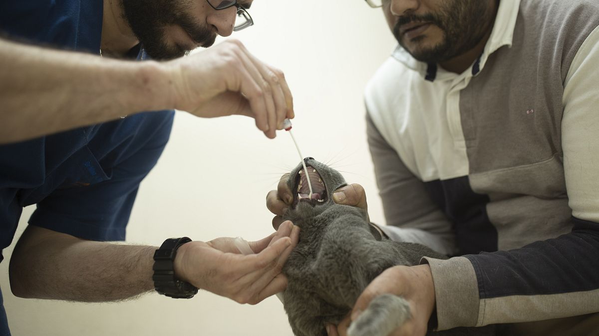 Koronavirüs testi yapılan kedi / Mısır 