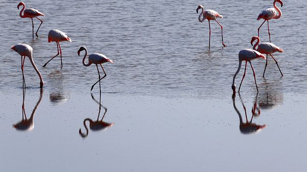Cyprus Flamingo Cyprus Flamingo