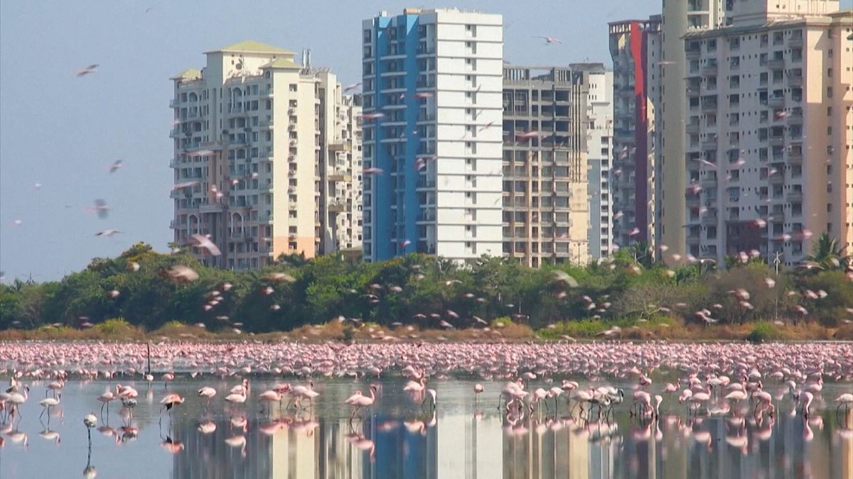 Mass influx of flamingos turn Navi Mumbai into a pink playground
