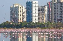 Mass influx of flamingos turn Navi Mumbai into a pink playground