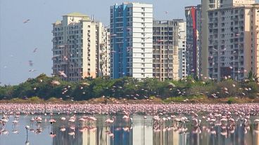 Beeindruckende Bilder: Viel mehr Flamingos als sonst
