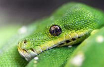 Green snake