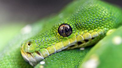 Green snake Green snake
