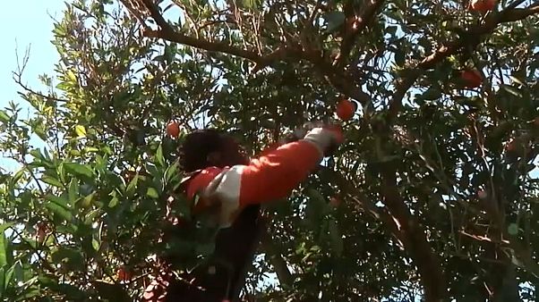 Mancano lavoratori agricoli, l'Italia studia una sanatoria Mancano lavoratori agricoli, l'Italia studia una sanatoria