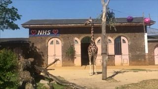زرافه‌های باغ وحش لندن هم به برنامه حمایت از کادر درمانی بریتانیا پیوستند
