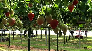 Britische Bauern bangen: Wer wird ihre Erdbeeren pflücken?