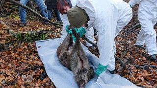 قسم الطب البيطري ضمن تدريبات تجريبية على خنزير ميت بغية اكتشاف محتمل لتفشي حمى الخنازير الأفريقية – غريما، شرق ألمانيا، 3 ديسمبر 2019.
