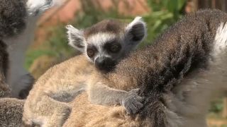Süßer Nachwuchs im Athener Zoo, aber keine Besucher