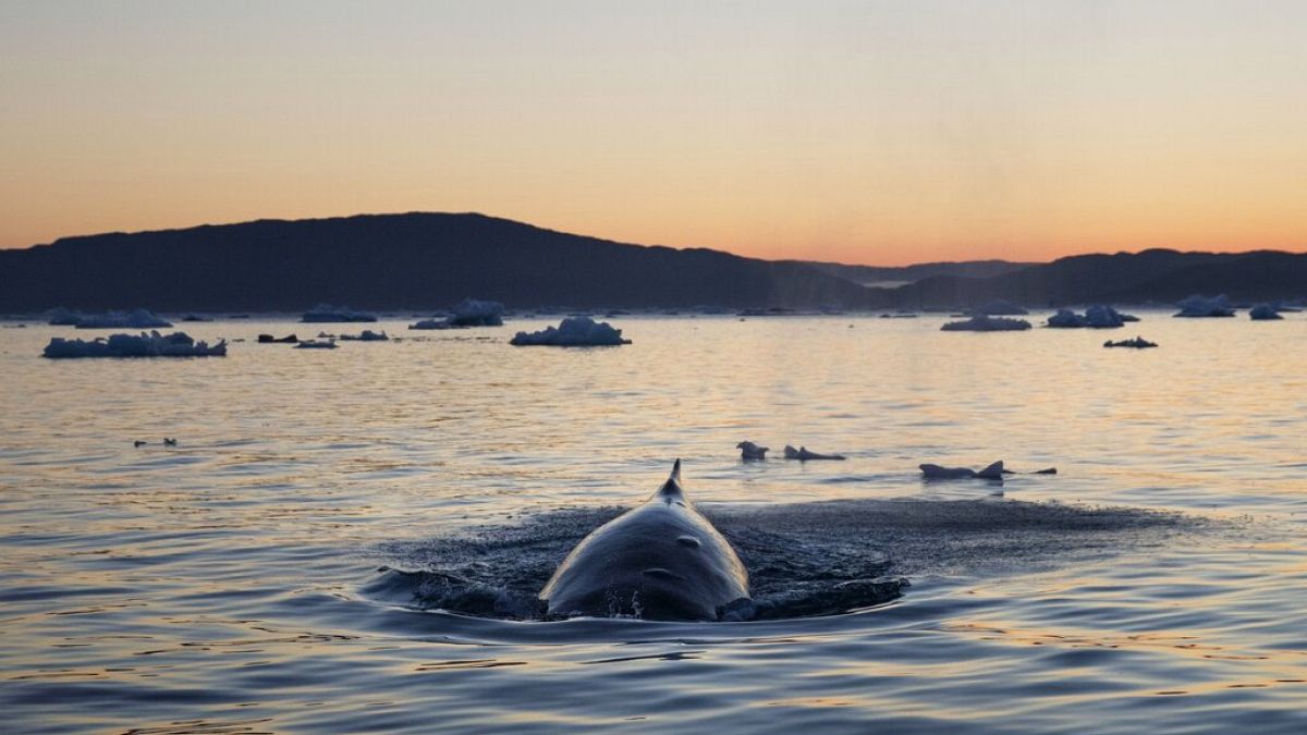 Νεκρές φάλαινες στη Νορβηγία