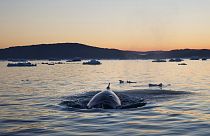 Misteriosa muerte de ballenas en las costas de Noruega 