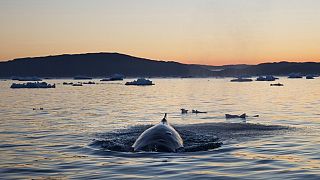 Misteriosa muerte de ballenas en las costas de Noruega 