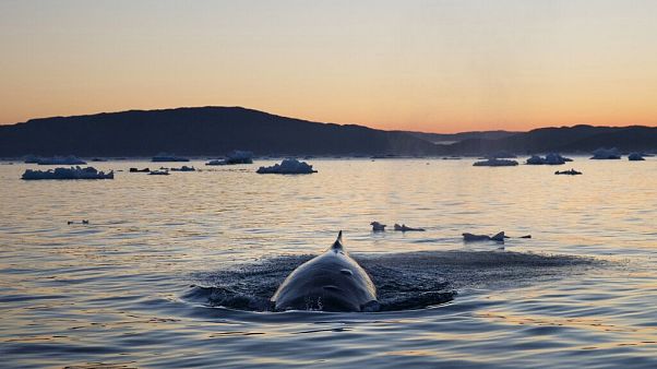 Whales Whales