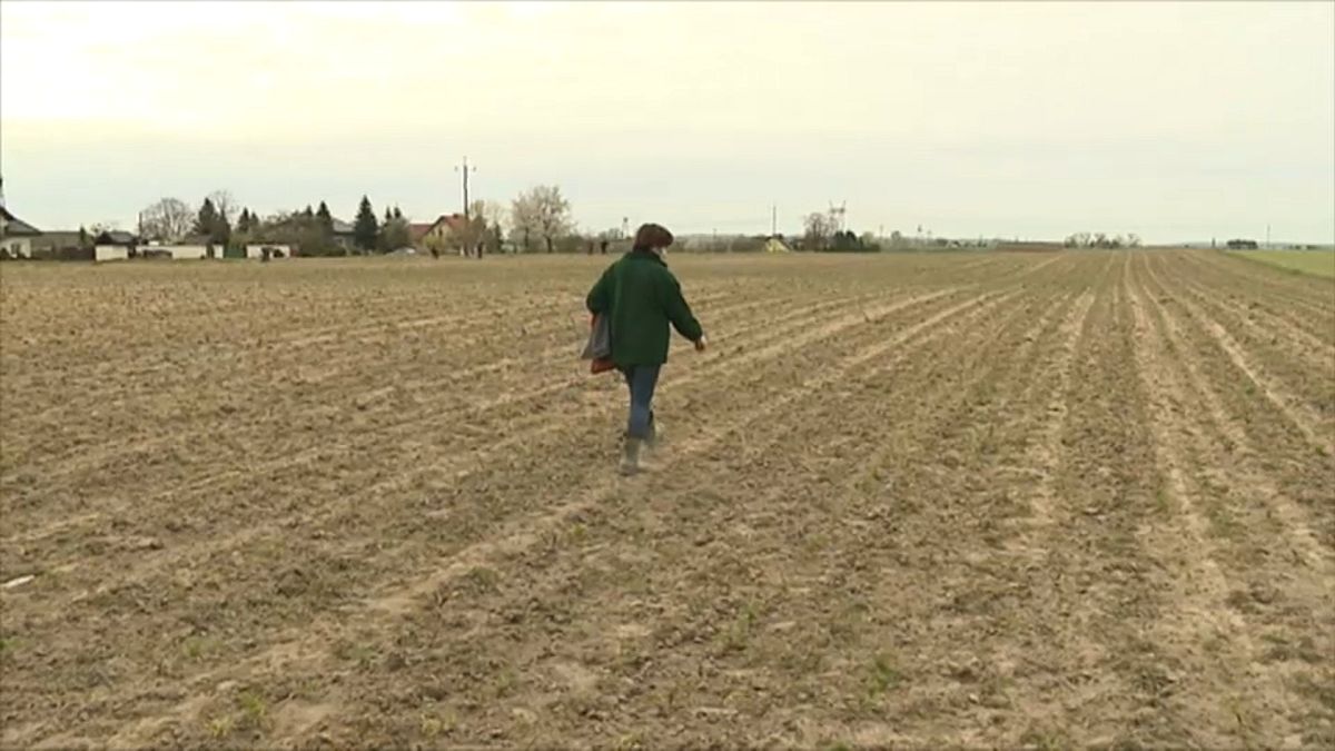 Засуха в Восточной Европе грозит значительной потерей урожая