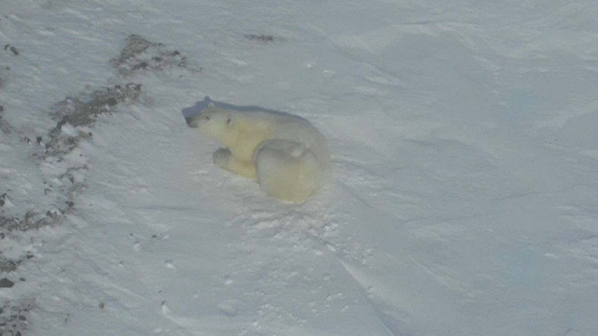 Белые медведи в Арктике (съёмка с дрона)