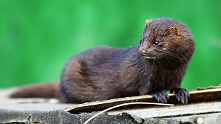 American Mink