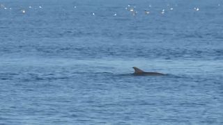 Dolphins take advantage of Turkey's lockdown to explore Istanbul's Bosphorus