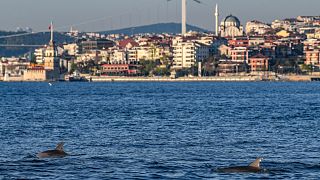 صور: الدلافين تغزو البوسفور مستغلة الصمت المخيّم على إسطنبول