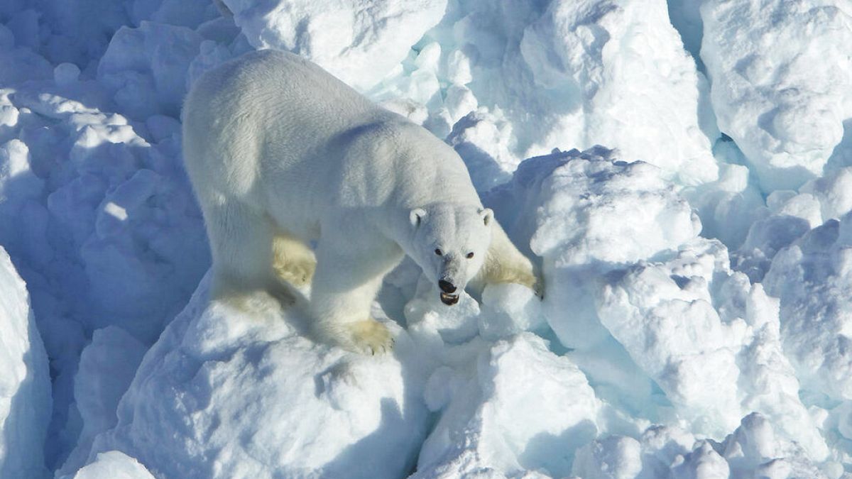Polar Bear Encounters