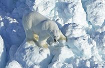 Polar Bear Encounters