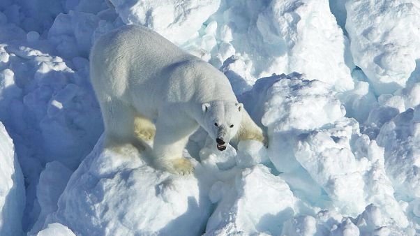 Polar Bear Encounters Polar Bear Encounters