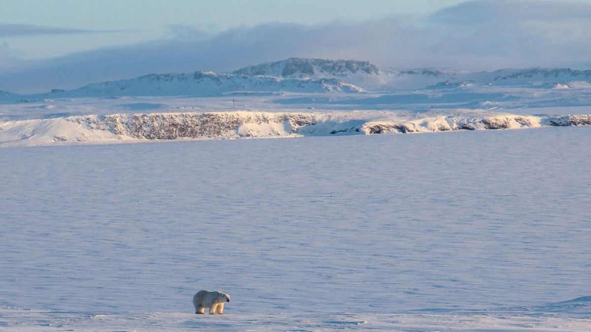 An undated handout picture obtained from the Russian Arctic National Park on March 4, 2019