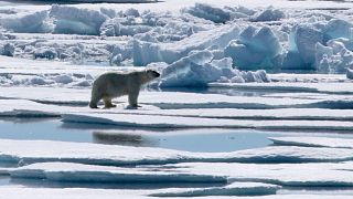 Drones help monitor the birthplace of polar bears in Arctic Russia