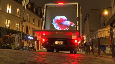 Tier-Hologramme muntern Menschen auf - in der Ausgangssperre in Paris