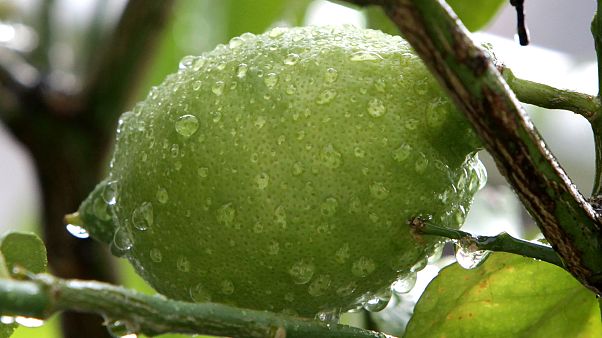 Covid-19: tutti pazzi per i limoni, boom del prezzo Covid-19: tutti pazzi per i limoni, boom del prezzo