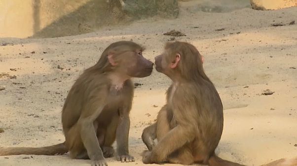 Ruhe vor dem Sturm im Affengehege - Zoo Berlin Ruhe vor dem Sturm im Affengehege - Zoo Berlin