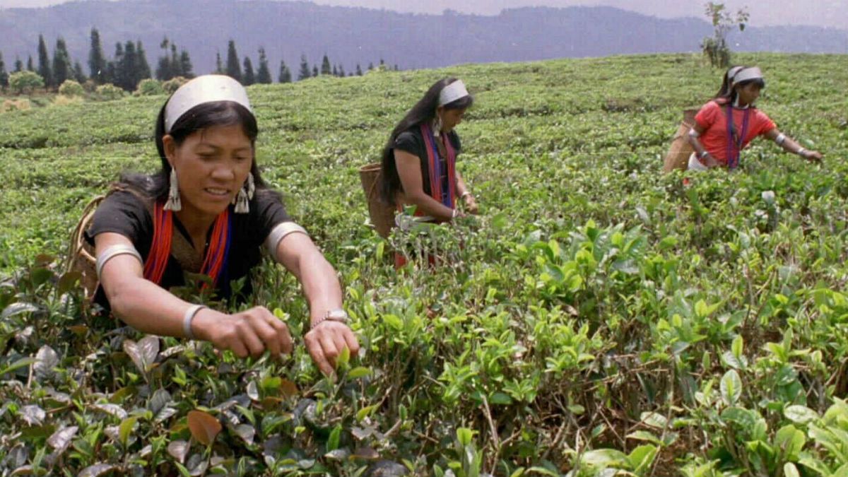 تاثیر کرونا بر بازار چای؛ افزایش قیمت‌ها و کمبود کارگر در فصل برداشت