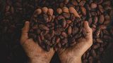 Is a coffee shortage inevitable as climate change gets worse? Is a coffee shortage inevitable as climate change gets worse?