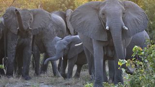 Wildlife in South Africa needs protection more than ever before