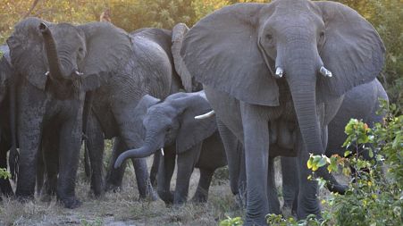 Wildlife in South Africa needs protection more than ever before