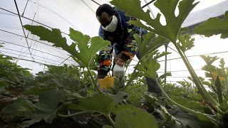مهاجر من غينيا يلبس كمامة واقية أثناء موسم حصاد الخضار في مزرعة قرب روما، إيطاليا