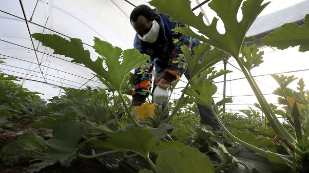 Falta de trabalhadores sazonais afeta a agricultura italiana Falta de trabalhadores sazonais afeta a agricultura italiana