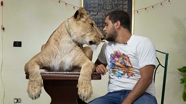 شاهد: مصري ينقل عروض الأسود من السيرك إلى منزله خلال حجر كورونا شاهد: مصري ينقل عروض الأسود من السيرك إلى منزله خلال حجر كورونا