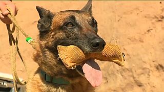 Bombeiros treinam cães para detetar Covid-19