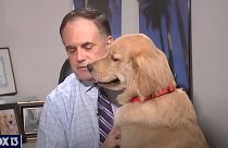 Paul Dellegatto és Brody, az arany retriever