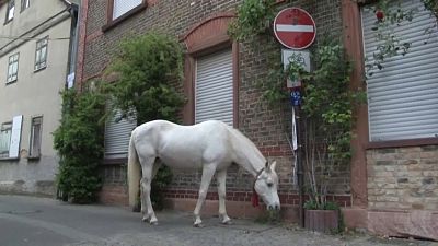 Добрая лошадь бродит по улицам Франкфурта