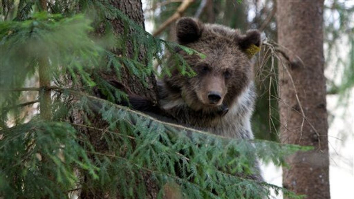 اولین خرس قهوه‌ای در پارک ملی شمال اسپانیا پس از ۱۵۰ سال مشاهده شد